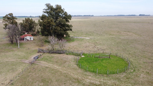 Imagen 1 de 21 de Campo Ganadero En Roque Perez Muy Bien Ubicado A 15 Km Del Asfalto