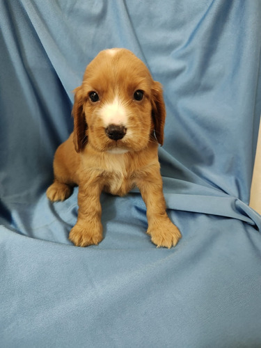 Cocker Cachorros Macho ,envios A Todo País !