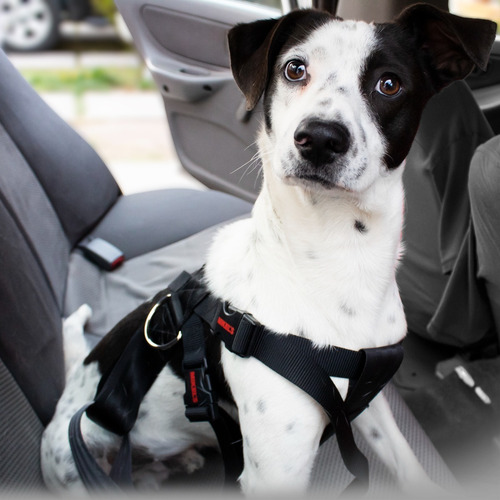Cinturón Seguridad Mascotas Ajustable Mikels Cisma 60-90 Cm Color Negro