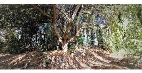 Parcela De 5.000 M2., En Venta En San Isidro, Quillota. Árbo