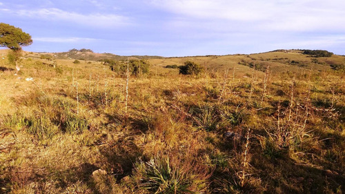 Imagen 20 de 30 de Campo 142 Hectareas Ganadero Forestal Lavalleja