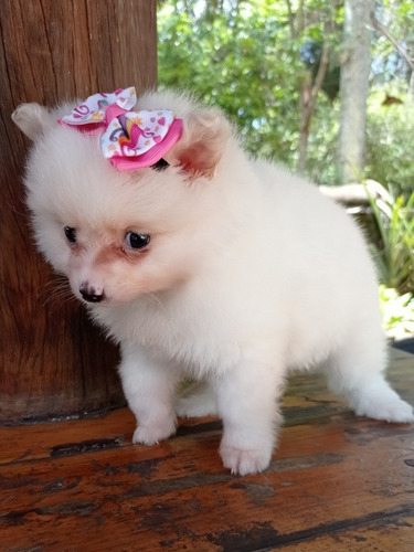 Filhote De Lulu Fêmea Com Pedigree AtestadoVeterinário