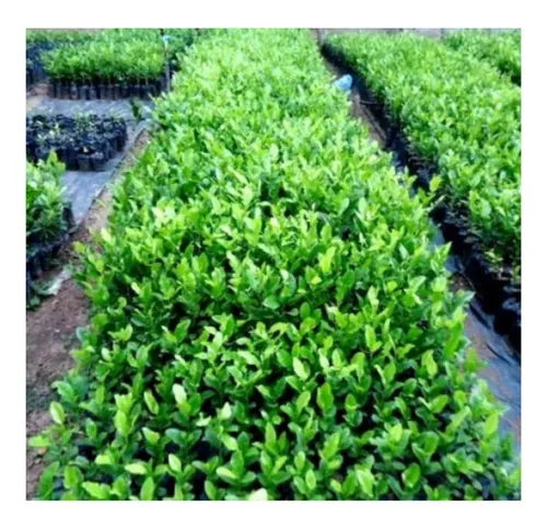 comprar 750 Semillas Limón Swinglea De Cerca Viva X 25 Gr Y A