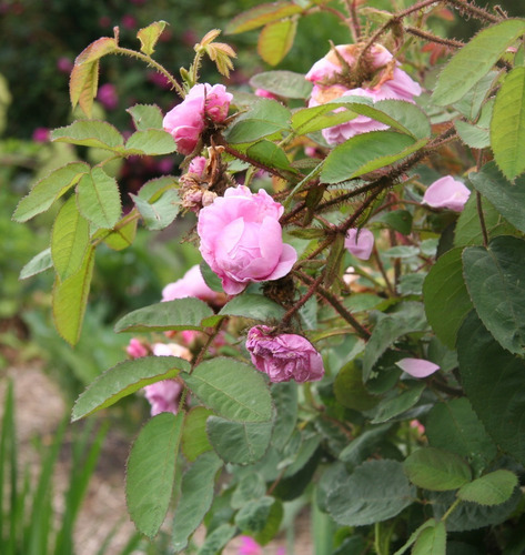 Imagen 2 de 5 de Rosa De Castilla Aromática (rosa Gallica) 2 Plantas