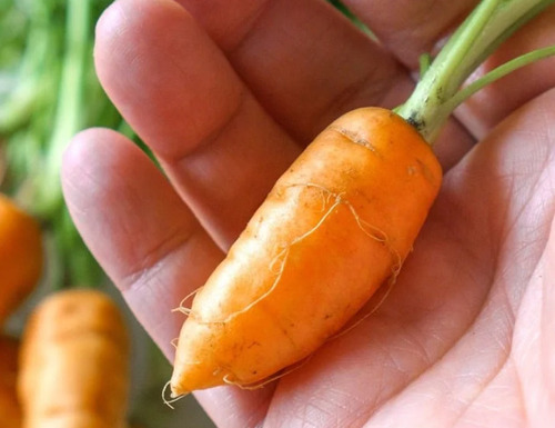 100 Semillas De Zanahoria Miniatura +instructivo 