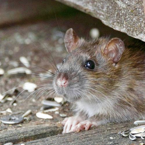 Trampa Pegamento Ratones Ratas Sentinel Rodent Arod 4 Pzas