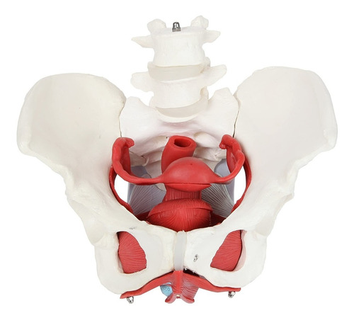 Pelvis Músculos - Suelo Pélvico- Modelo De Anatomía Humana