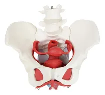 Comprar Pelvis Músculos - Suelo Pélvico- Modelo De Anatomía Humana