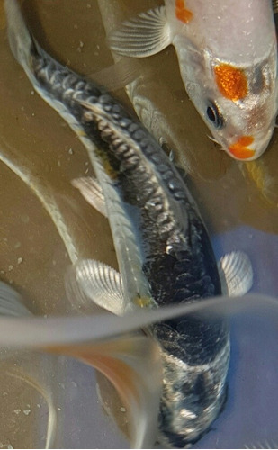 Carpas Koi Importadas De Singapur 8cm X 1 Unid Envíos