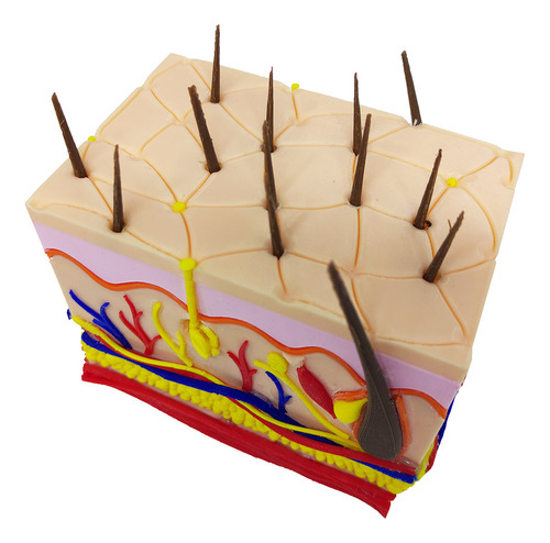 Pele 3d Ampliada Vasos Nervos Gordura Modelo Anatomia