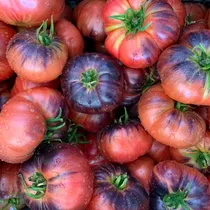 Comprar Semillas Tomate Blue Beauty - Kit Siembra Inc - Envíos