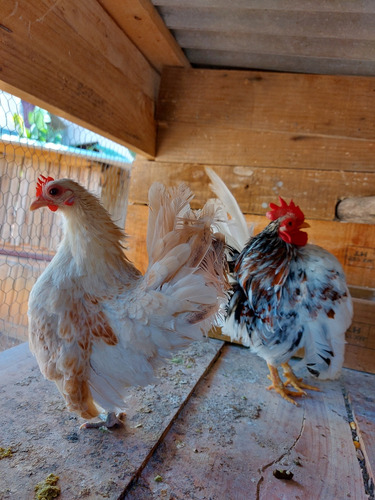 Ovos Férteis De Garnize Serama