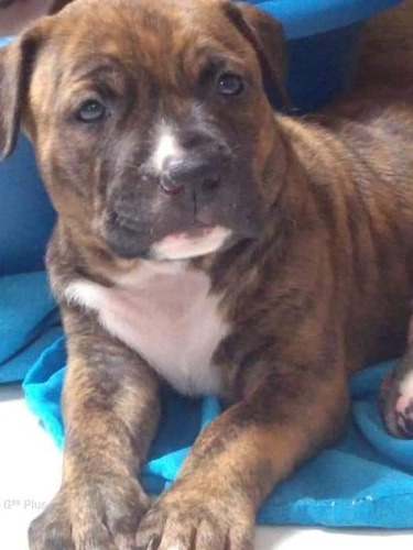 Filhotes De Pit Bull