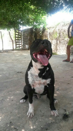 American Pit Bull Terrier