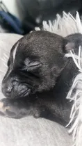 Comprar American Bully Puros