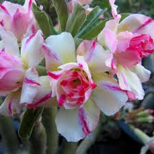 5 Sementes Mix Rosa Deserto Adenium Obesum Tripla Bonsai 