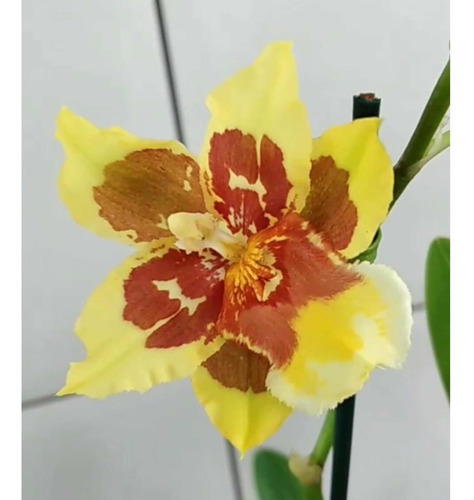 Orquidea Wilsonara Solari Coronal * Adulta * | Parcelamento sem juros