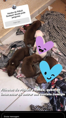 Imagem 4 de 4 de Pitbul