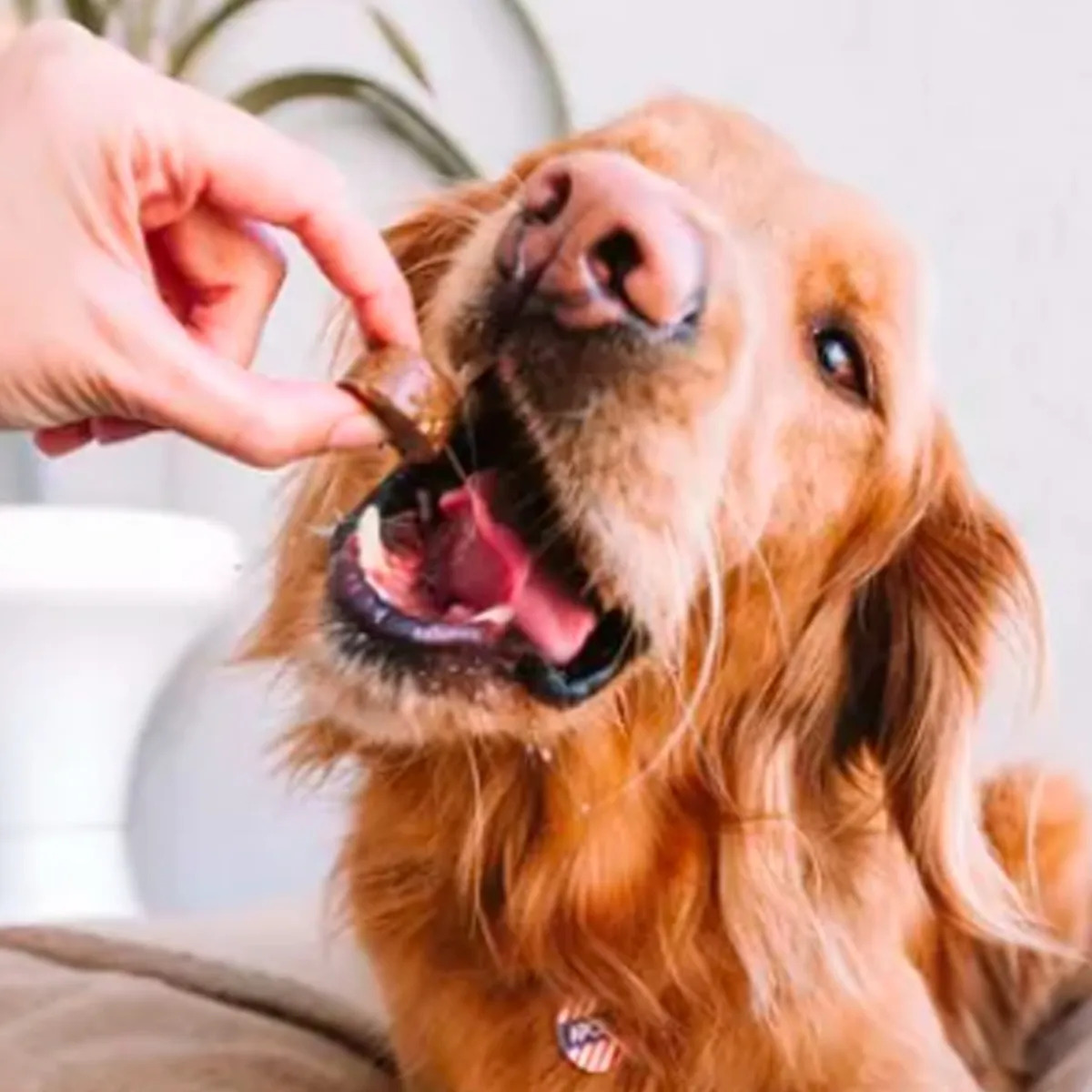 Como Comprar: o que comprar, quanto pagar e onde 13 Bravecto Antipulgas e Carrapatos MSD para Cães de 4,5 a 10…