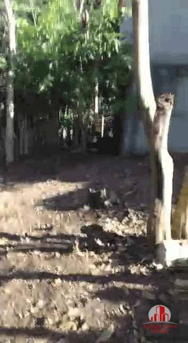 Imagem 10 de 21 de Chácara No Pinheirinho Em Taubaté ! - Ch0108