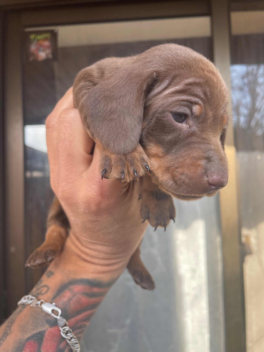 Salchicha Chocolate Hembra Dachshund