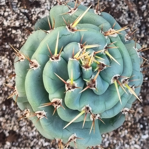 Cactus Espiral Grande En Macetero.