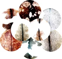 Comprar 2 Parches De Cabra - Bombo Legüero Y Criollo De 47 A 60 Cm