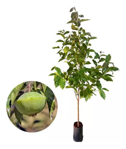 Kit Com 2 Mudas De Cambuci Para Produzir