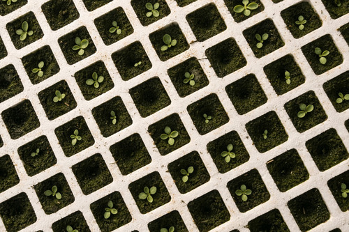 2 Charolas Germinadoras 200 Cavidades
