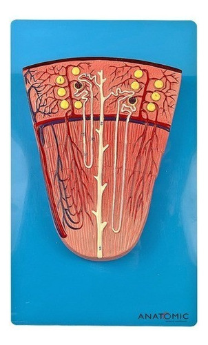 Rim Secção De Néfron, Anatomia