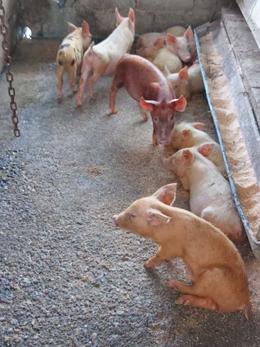 Imagen 15 de 29 de Finca Mixta + Manga De Coleo De 1 Ha En Guayabita En Turmero