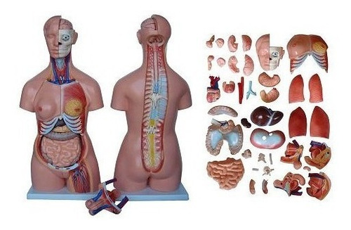 Imagen 1 de 4 de Torso Humano Anatomico Disección 85 Cm