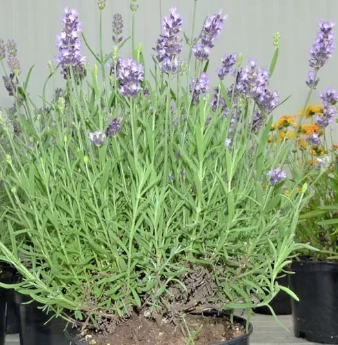 Planta De Lavanda Arbusto Maceta Perfume Exterior Gigante