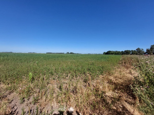 Campo Mixto En Saladillo