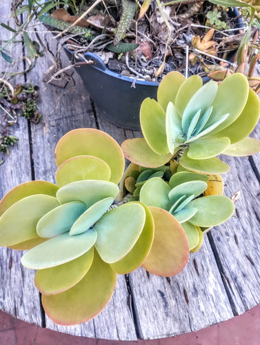 Kalanchoe Thyrsiflora Luciae - Suculenta De Colección