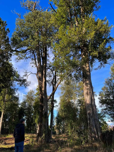 Maravillosa Parcela En Frutillar Bajo (113127)