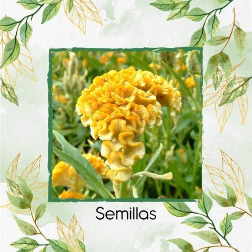 50 Semillas Orgánicas De Flor Terciopelo
