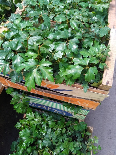 Promo Cajon 15 Cissus - Ciso - Planta Interior Colgante- M12