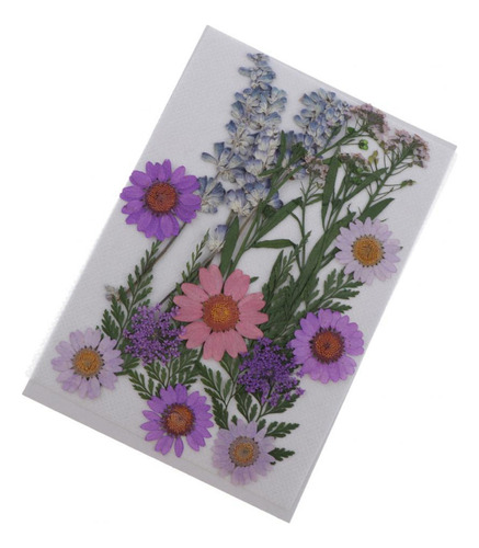 22 Piece Plantas De Flor Prensada Seca Para Tema Púrpura A