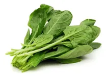Comprar Semillas Rucula Hoja Redonda- 1000  Semillas Profesional