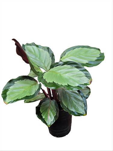  Calathea Dark Star