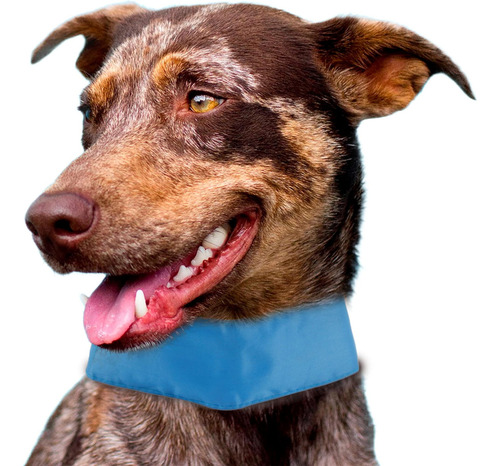 Pet Life Summer-cooling Ice Insertable Y Cuello Ajustable Co