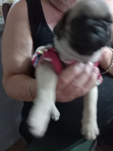 Vendo Hermosos Cachorros Pug Carlino 