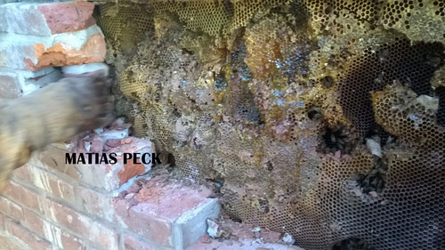 Retiro Abejas Enjambre Zona Norte Oeste Sur Caba Y Costa Atl