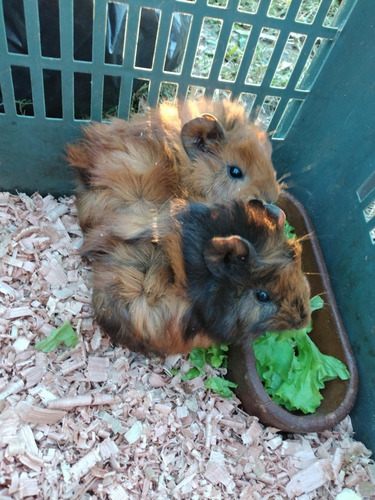 Imagen 1 de 4 de Conejillo Cui De Angora