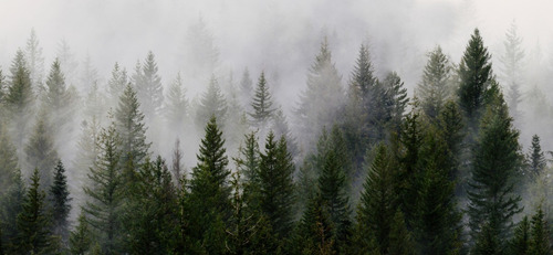 Bosque Con Niebla Cuadro Canvas En Bastidor 60x140cm