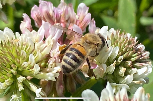 Mix De 1000 Semillas De Leguminosas Y Flores Enanas