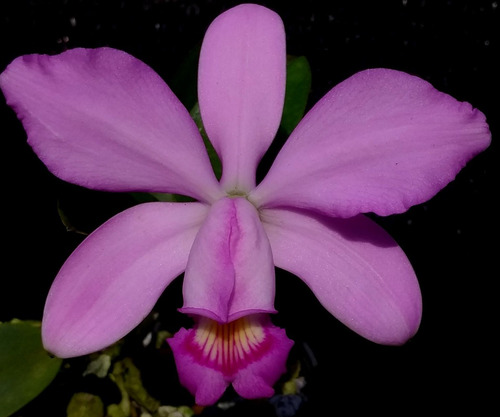 Cattleya Violacea Anelata 55719 - Adulta - Envasada
