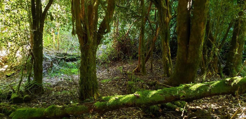 Imagen 8 de 23 de Venta De Parcela Parque Pudu, Puerto Varas Desde Uf.990