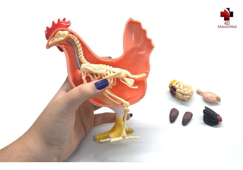 Anatomia Da Galinha - 4d Master